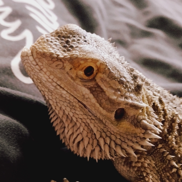 Baphomet the Bearded dragon - Picture 6 of 7